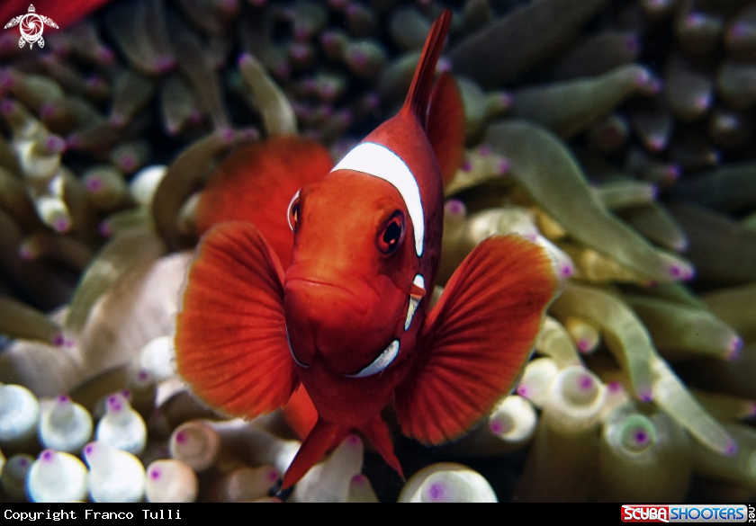 A Clown fish