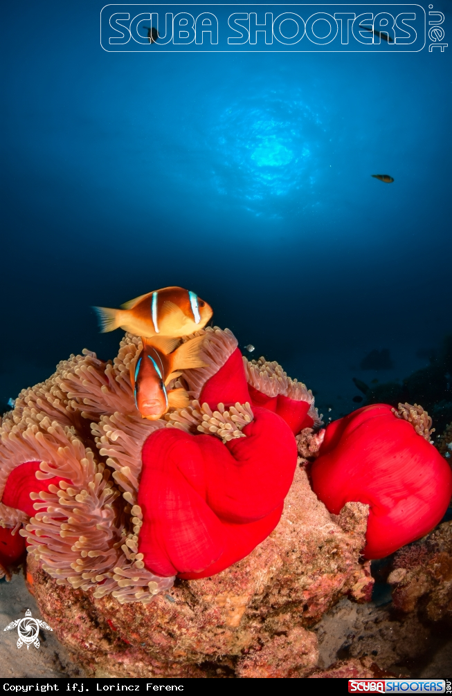 A Clown Fish in the Anemona