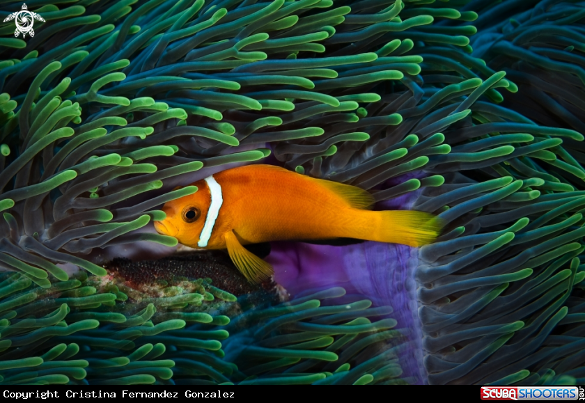 A Maldive anemonefish