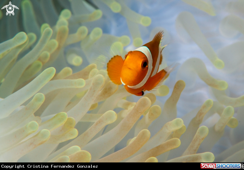A Ocellaris clownfish
