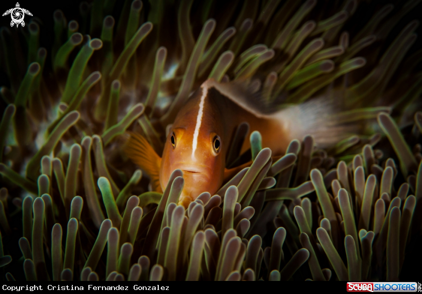 A Pink skunk clownfish