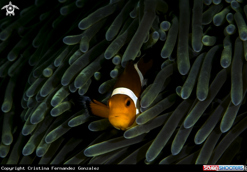 A Ocellaris clownfish