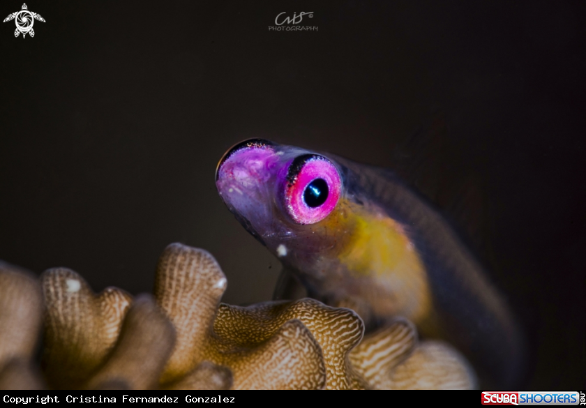 A Pink eye goby