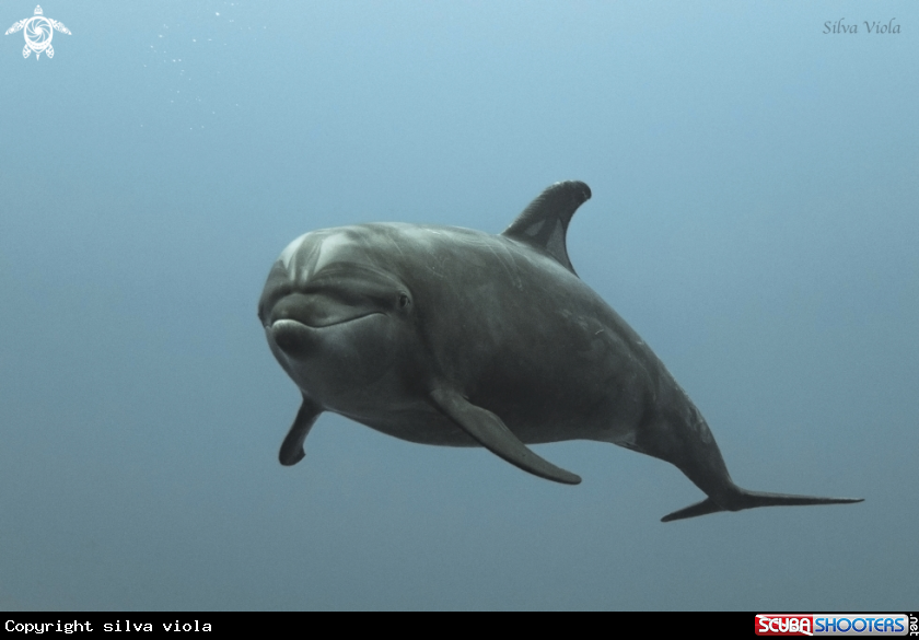 A Bottlenose Dolphin