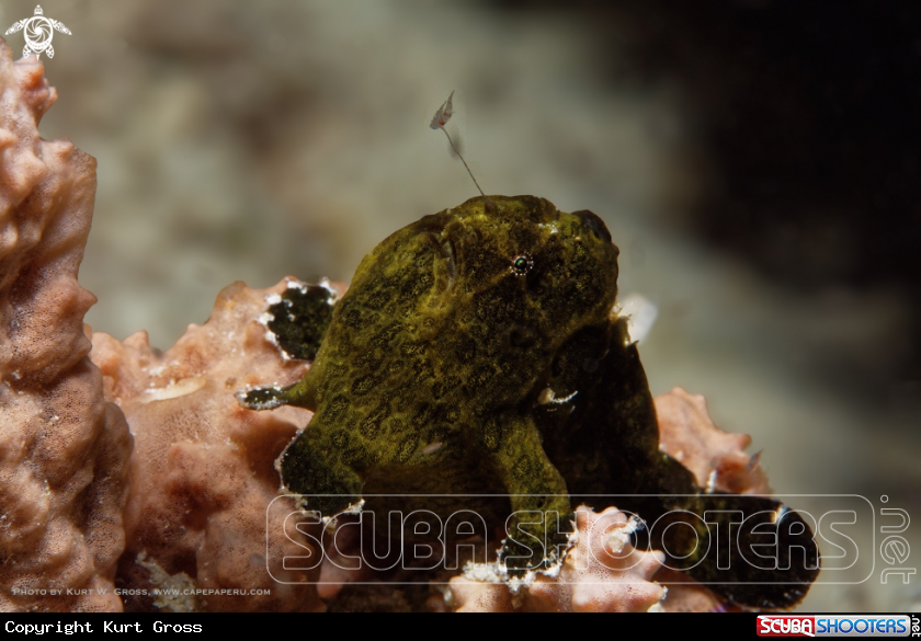 A Froggfish