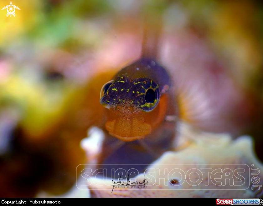 A Blenny Fish