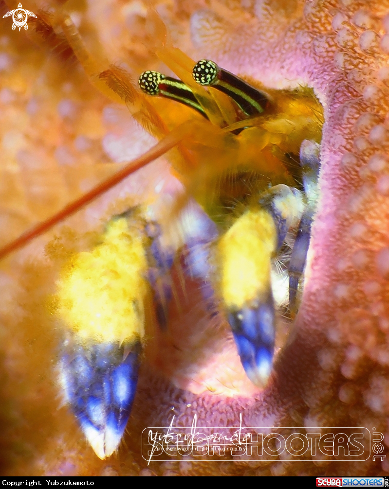 A Hermit Crab