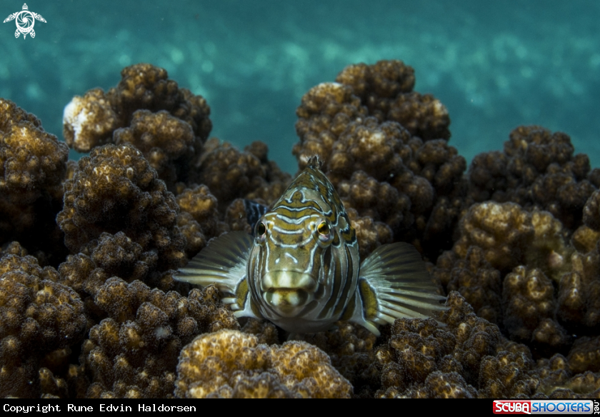 A Giant hawkfish
