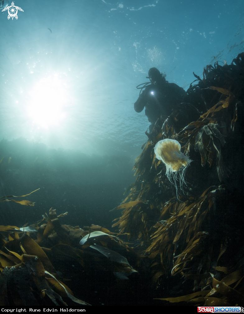 A Lions mane jelly, kelp and human