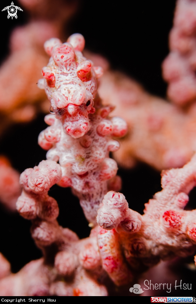 A Pygmy Seahorse
