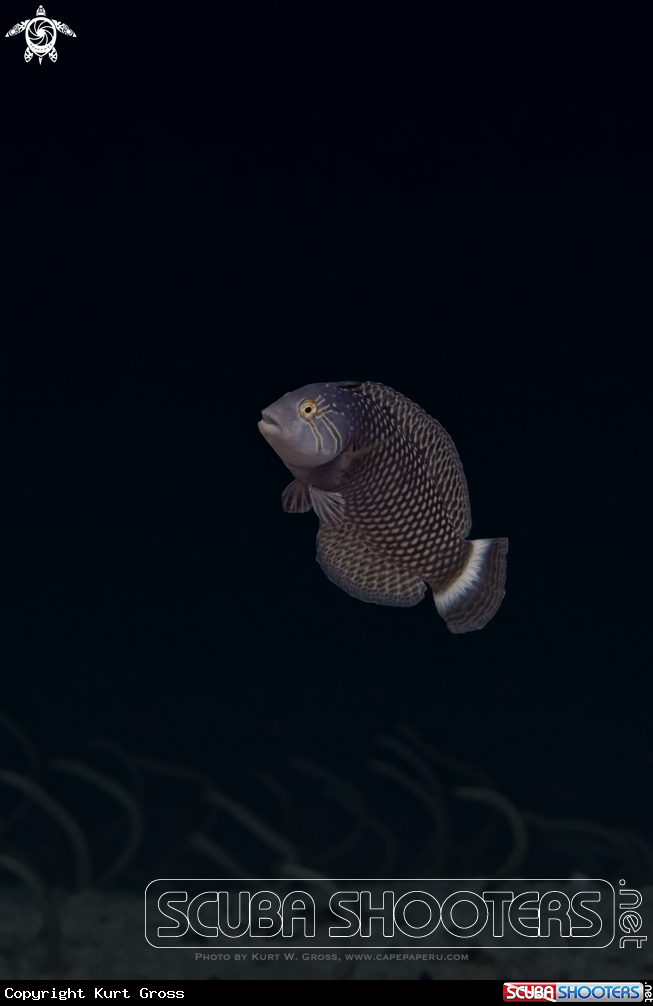 A Rockmover Wrasse