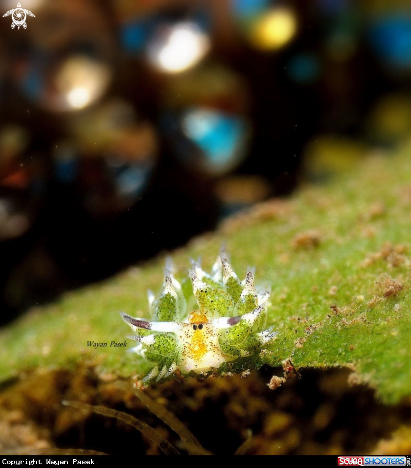 A Costasiella 