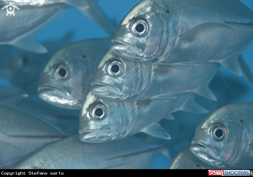A Demself fish