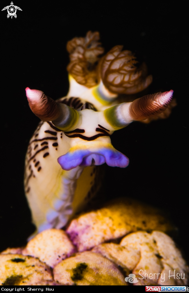 A underwater creature