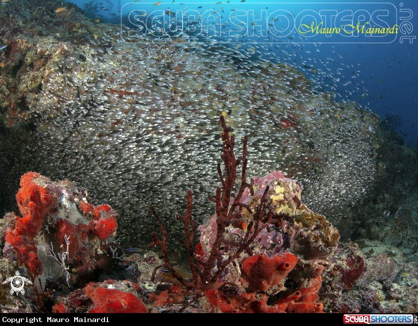 A Reef colors