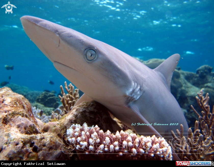 A Silver reef shark