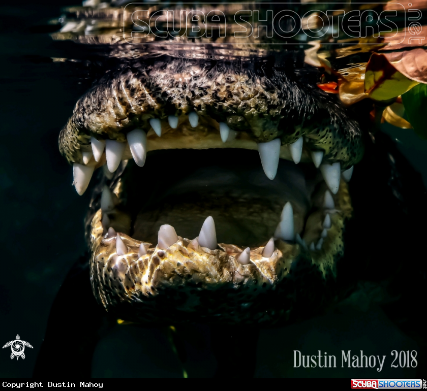 A Florida Alligator