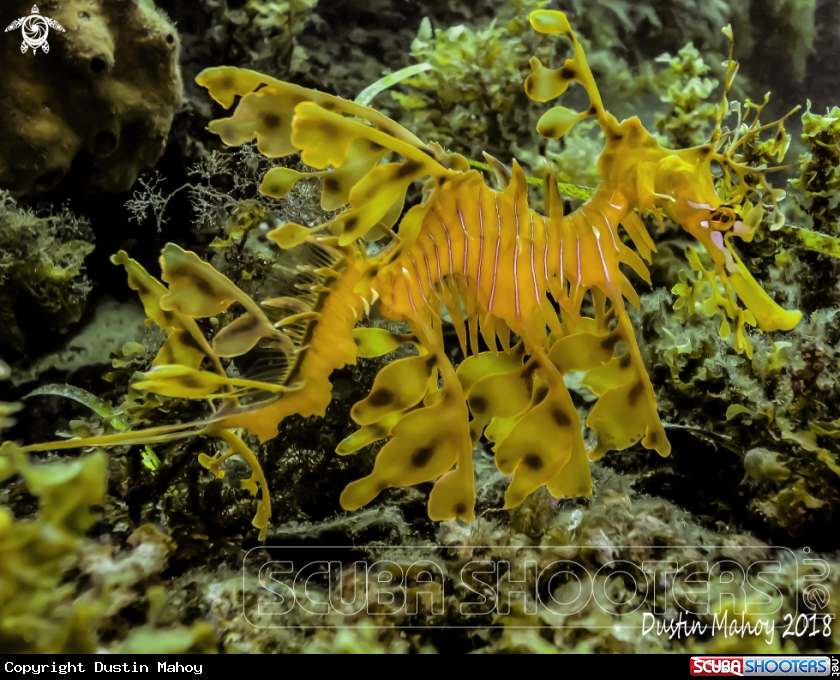 A Leafy Sea Dragon