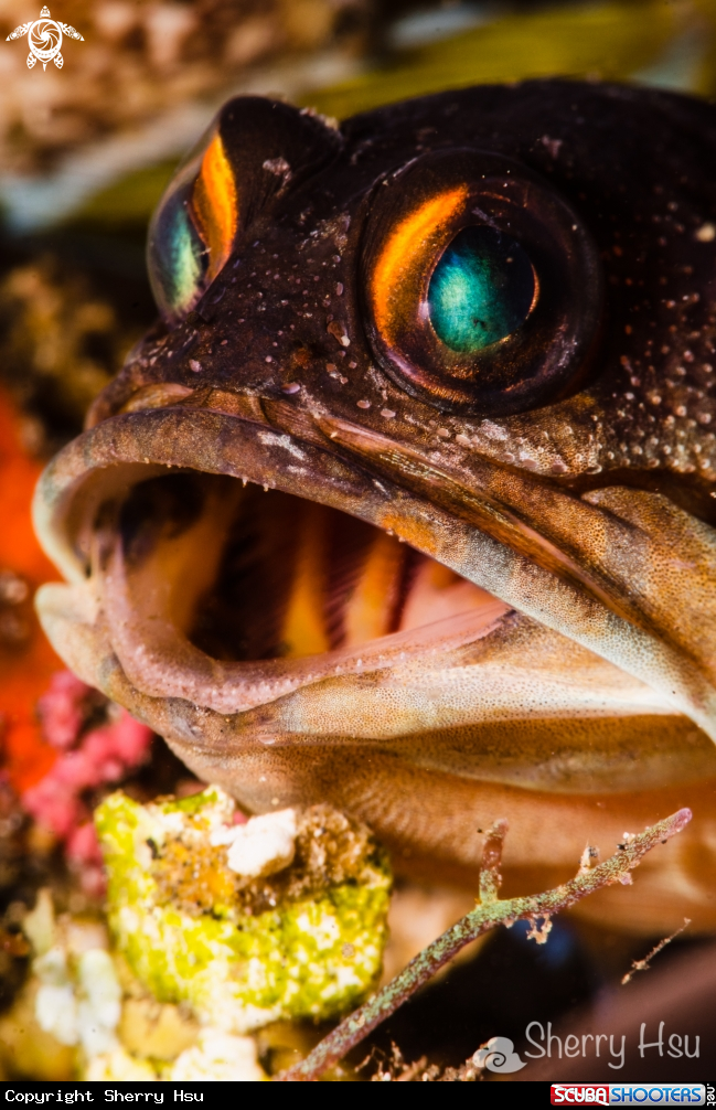 A Yellowbarred Jawfish