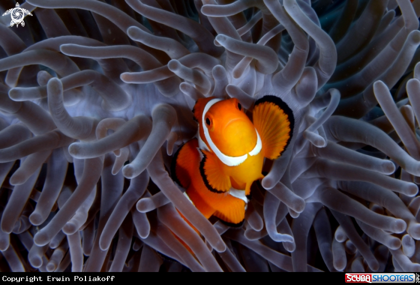 A anemonefish