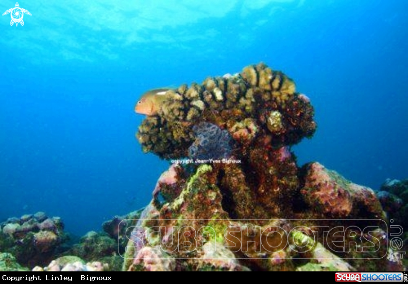 A Clownfish resting on its coral 