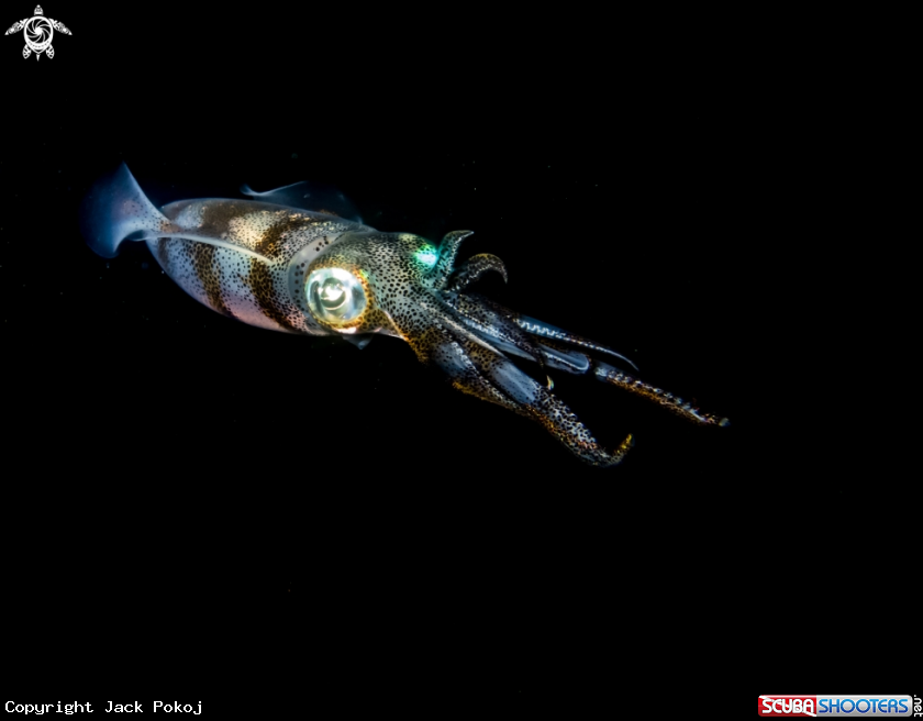 A Bigfin reef squid