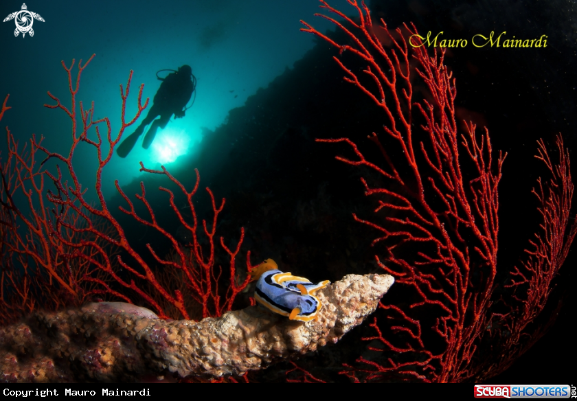 A Nudi & diver