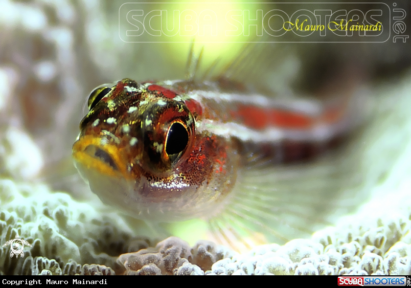A Blenny