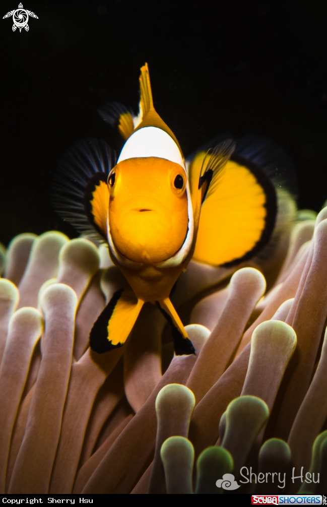 A Nemo