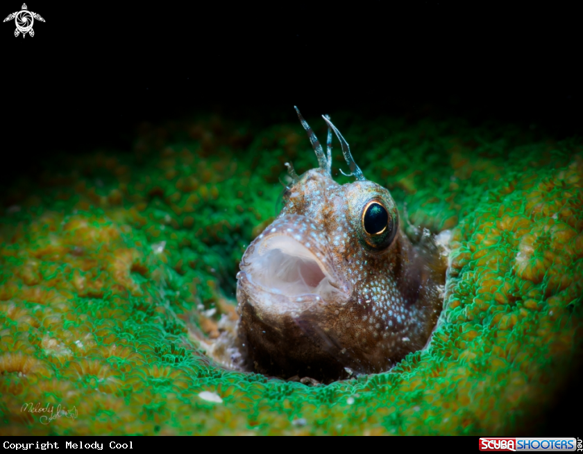 A blenny fish
