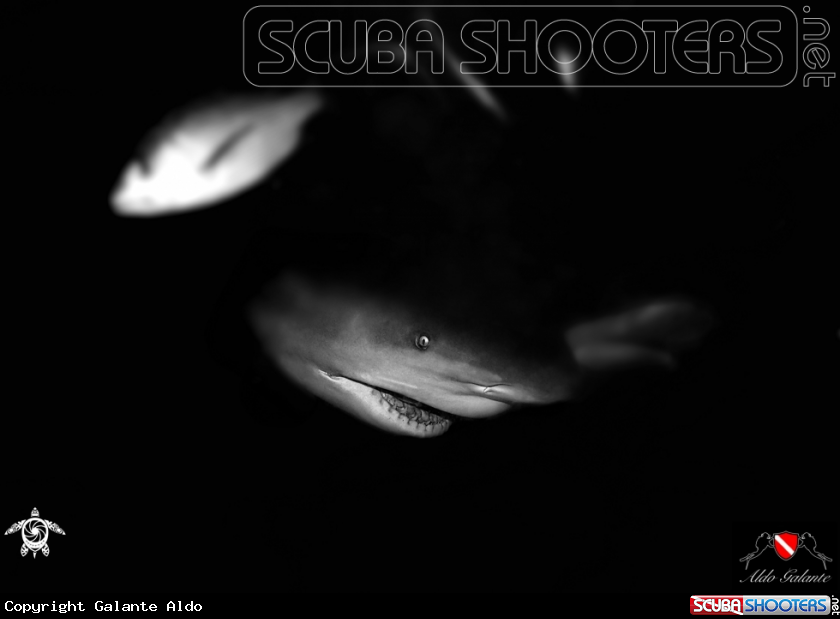 A Bull Shark - Zambezi Shark 