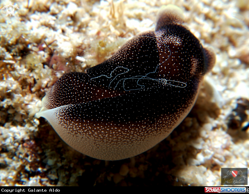 A Nudibranch Amoena 