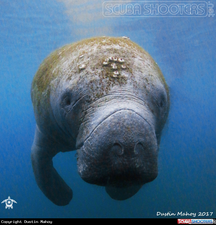 A Manatee