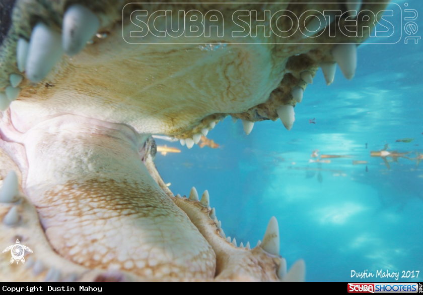 A Florida Alligator