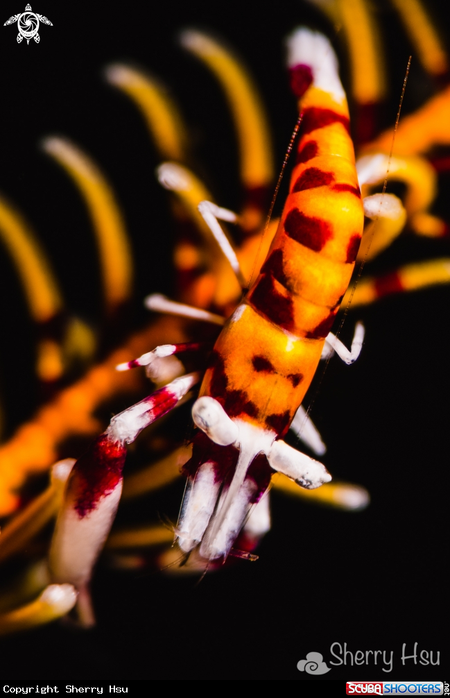 A Crinoid Commensal Shrimp