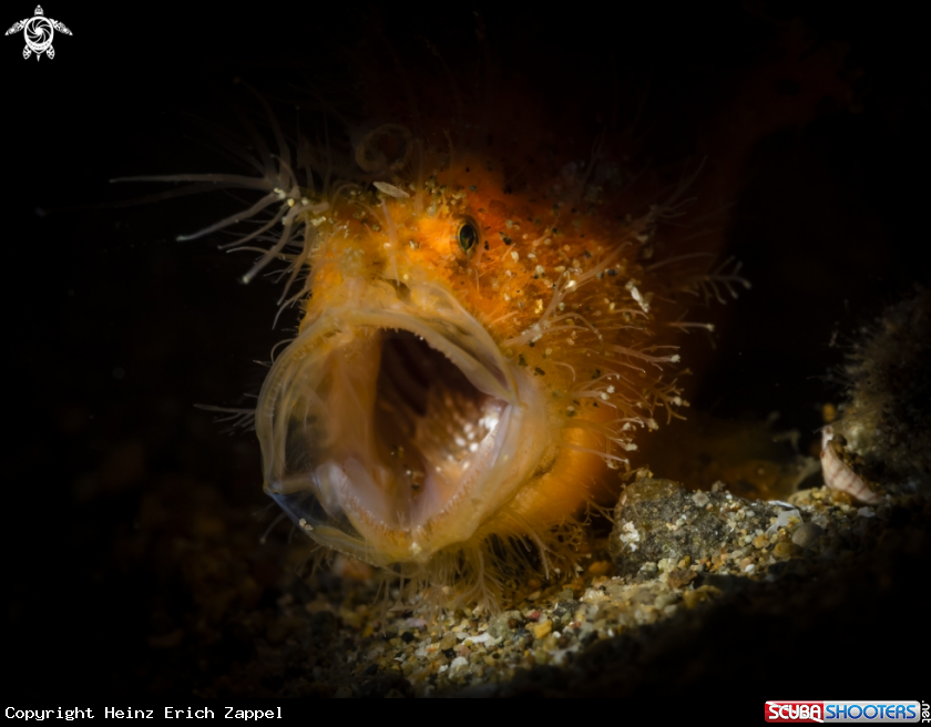 A Harry Frogfish