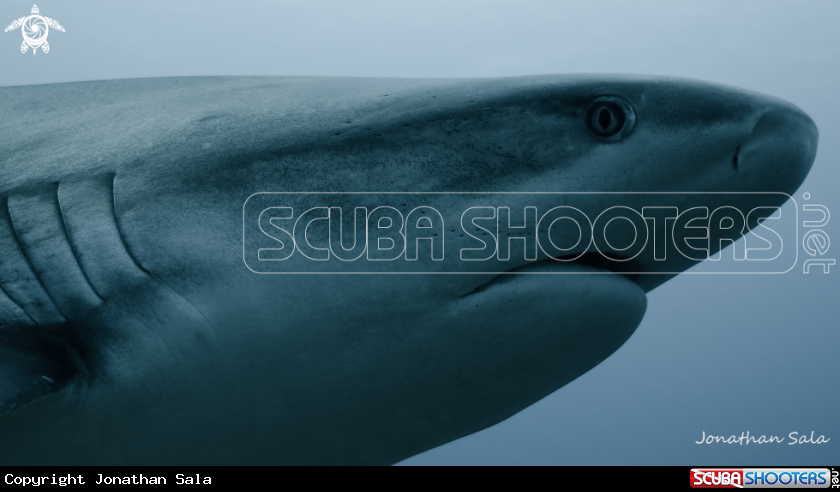 A Grey Caribbean Shark