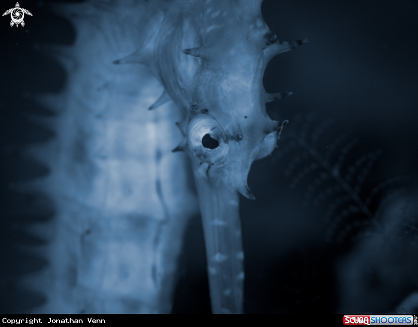 A Thorny Seahorse