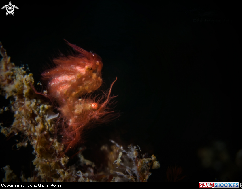 A Hairy Shrimp