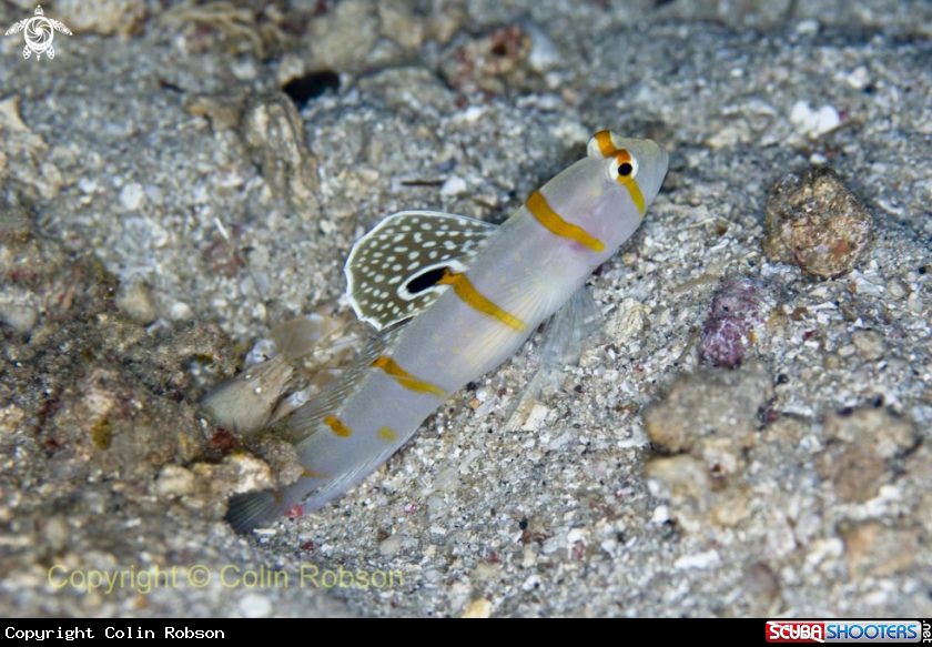 A goby