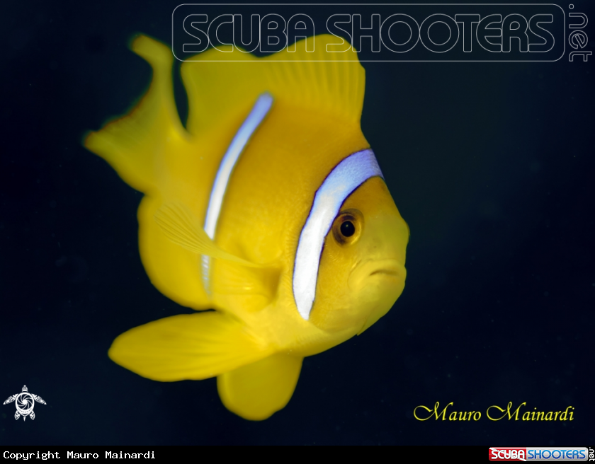 A Clown fish