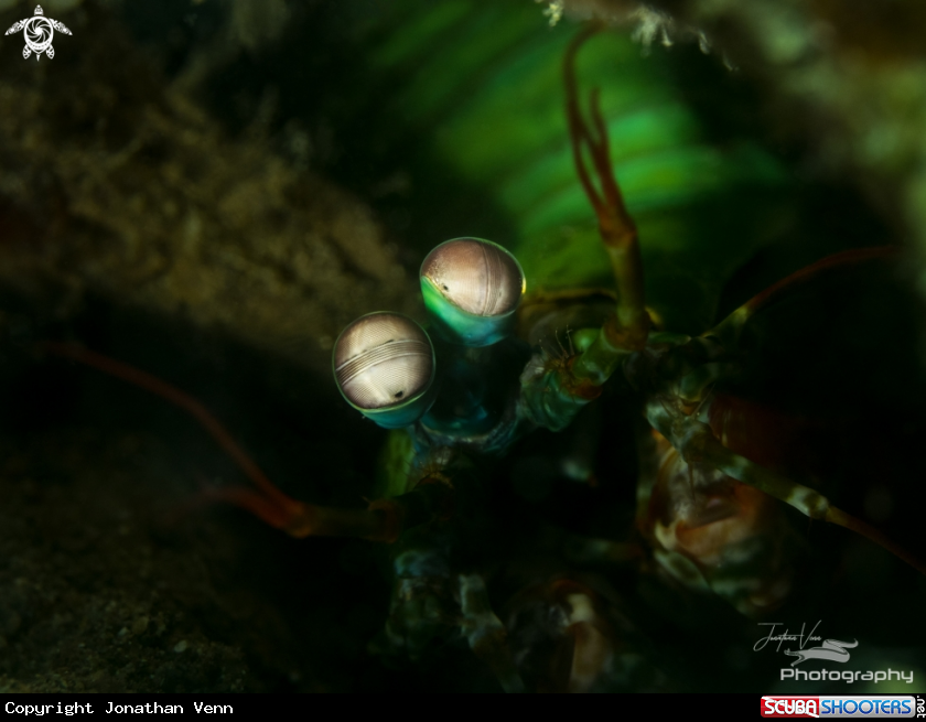 A Peacock Mantis Shrimp
