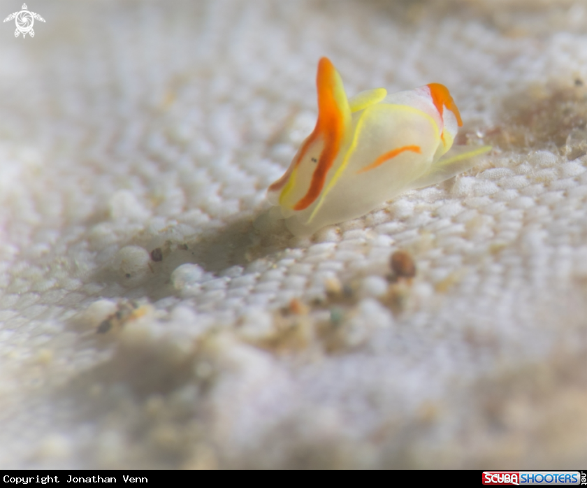 A Siphopteron makisig