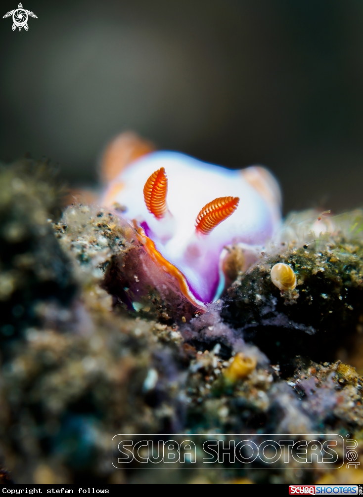 A Nudibranch 