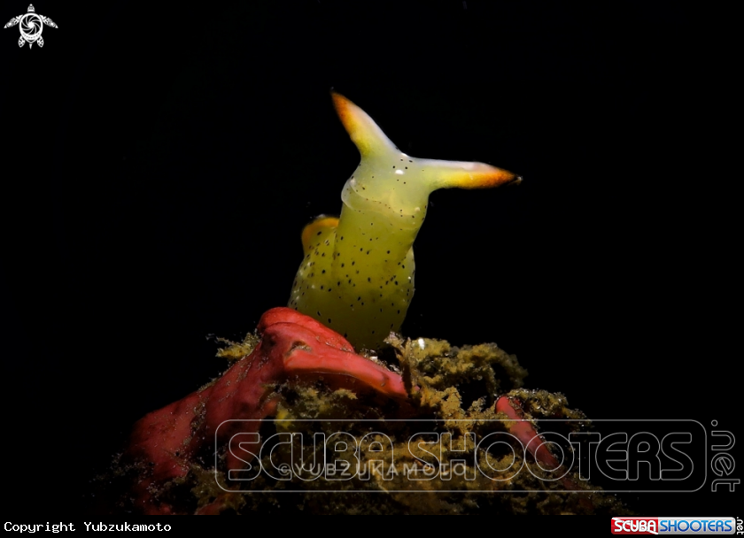 A Elysia seaslug