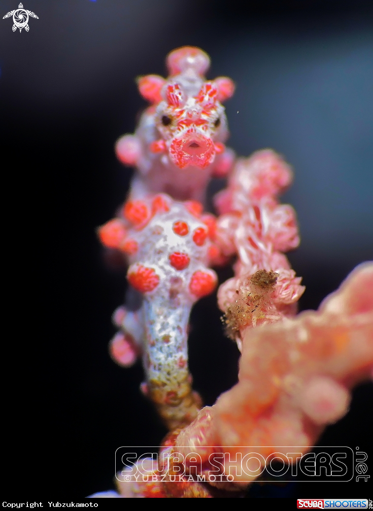 A Pygmy seahorse