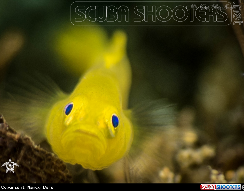 A Yellow Pygmy Goby