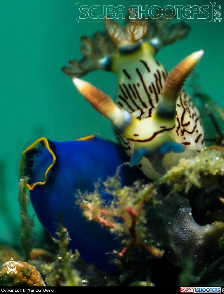 A Nudibranch