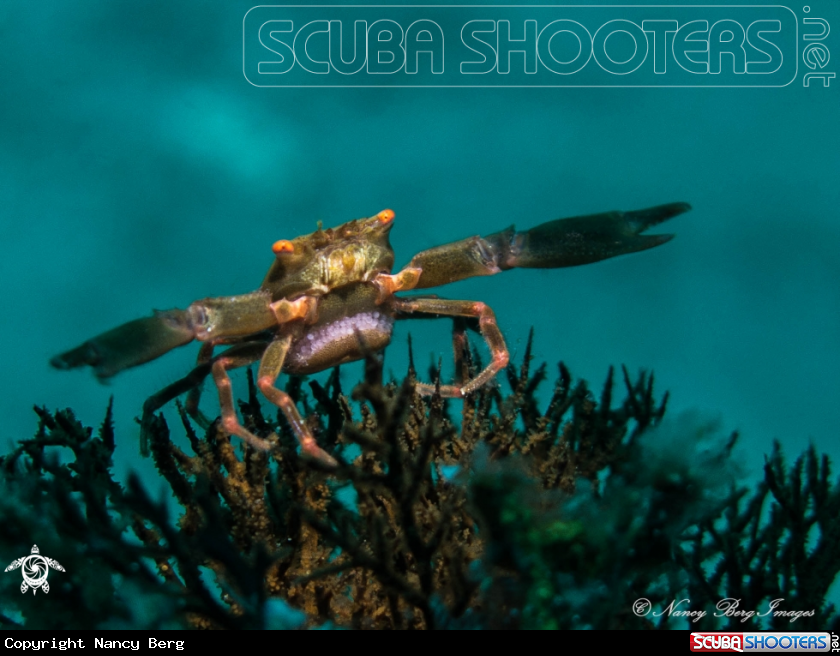 A Crab
