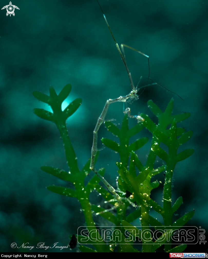A Skeleton Shrimp
